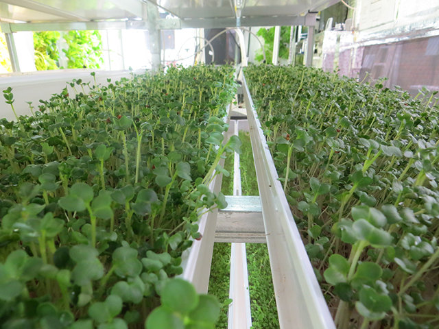 Grow Kale Inside Shipping Containers, With This Hipster Aquaponics 