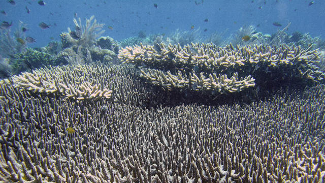 This Woman Is Building A Sperm Bank For Coral Reefs So We Can Revive ...