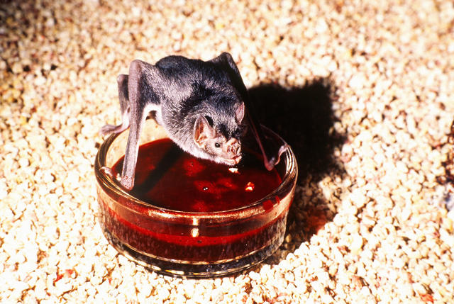 Hasil gambar untuk Vampire bats have developed a taste for human blood.