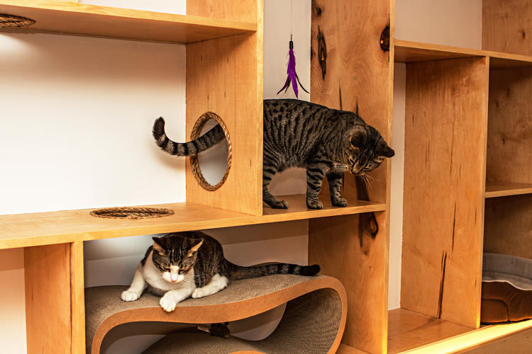 How To Design  The Purrfect Cat  Cafe  Co Design  business 